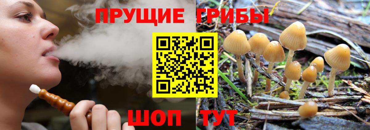 Псилоцибиновые грибы Cubensis  Луховицы 